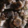 Lecanora phaeostigma